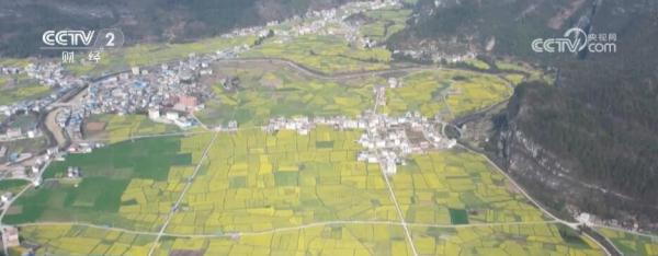 油菜花开引客来 春风吹暖“花经济”