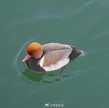 春江水暖鸭先知 玉渊潭里的小鸭子出来活动啦