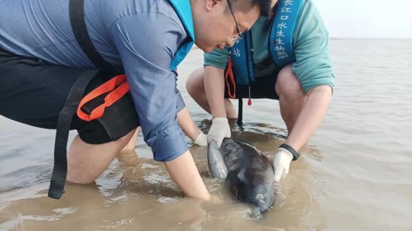 江刀、江豚回来了吗？长江保护法3周年，长江的变化肉眼可见！