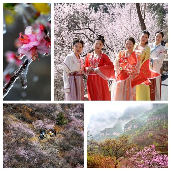 女士免票！男士半价！三月新乡南太行山桃花海等你来