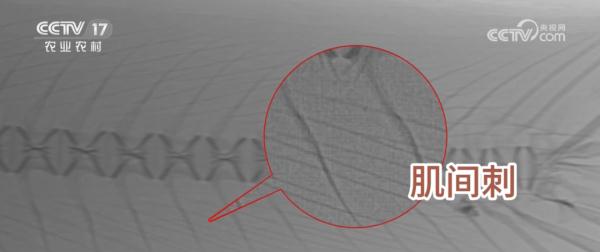 “无刺”草鱼来了!口感怎么样? “无刺”草鱼来了!口感怎么样?