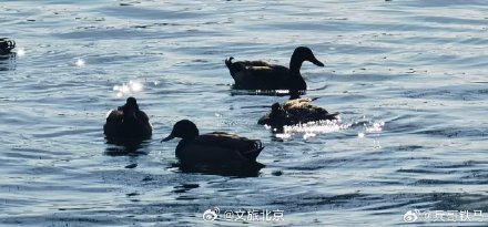 春江水暖鸭先知 玉渊潭里的小鸭子出来活动啦