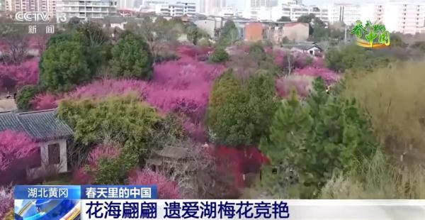 春日盛景画卷繁花似锦醉游人 春天里的中国“万紫千红”振奋人心 春日盛景画卷繁花似锦醉游人 春天里的中国“万紫千红”振奋人心