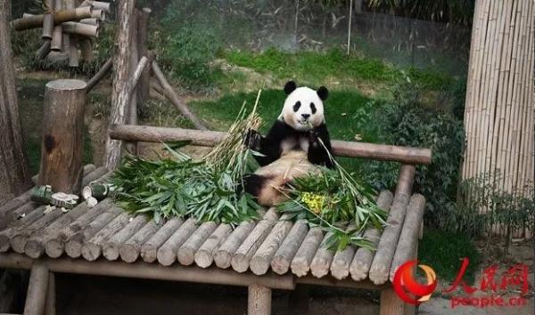 “福宝”即将回国！韩国粉丝凌晨排队道别
