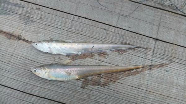 江刀、江豚回来了吗？长江保护法3周年，长江的变化肉眼可见！