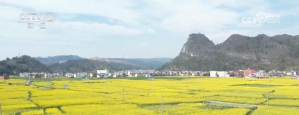 油菜花开引客来 春风吹暖“花经济”