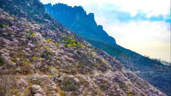 女士免票！男士半价！三月新乡南太行山桃花海等你来