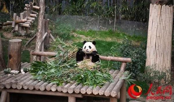 “福宝”即将回国！韩国粉丝凌晨排队道别