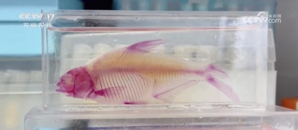 “无刺”草鱼来了!口感怎么样? “无刺”草鱼来了!口感怎么样?