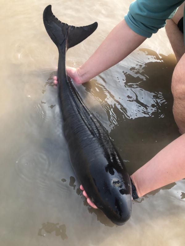 江刀、江豚回来了吗？长江保护法3周年，长江的变化肉眼可见！