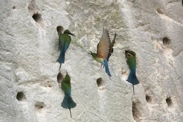 寸土寸金的摩天大楼间建起鸟类保护区,这座城市图什么? 寸土寸金的摩天大楼间建起鸟类保护区,这座城市图什么?