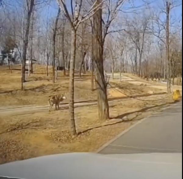 “狼来了”!野生动物园内妈妈竟擅自抱孩子下车,就为了…… “狼来了”!野生动物园内妈妈竟擅自抱孩子下车,就为了……