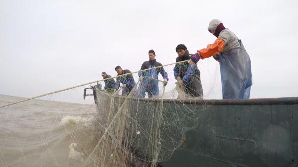 江刀、江豚回来了吗？长江保护法3周年，长江的变化肉眼可见！