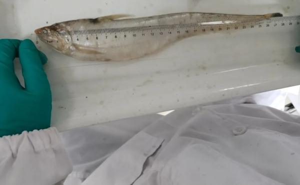 江刀、江豚回来了吗？长江保护法3周年，长江的变化肉眼可见！