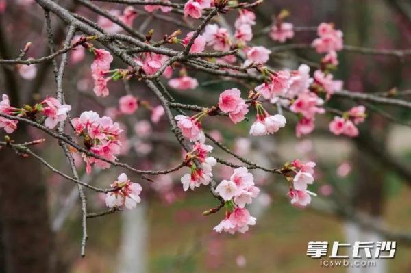 降温降雨！冷空气提前抵达长沙！