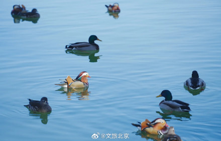 春江水暖鸭先知 玉渊潭里的小鸭子出来活动啦