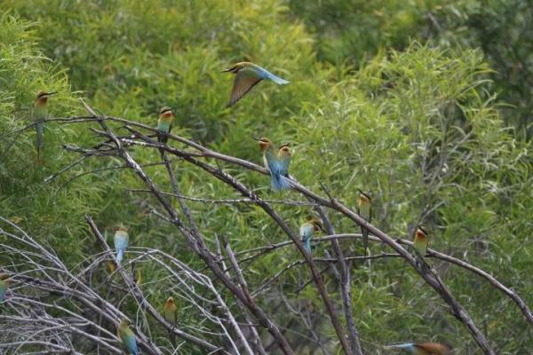 寸土寸金的摩天大楼间建起鸟类保护区,这座城市图什么? 寸土寸金的摩天大楼间建起鸟类保护区,这座城市图什么?