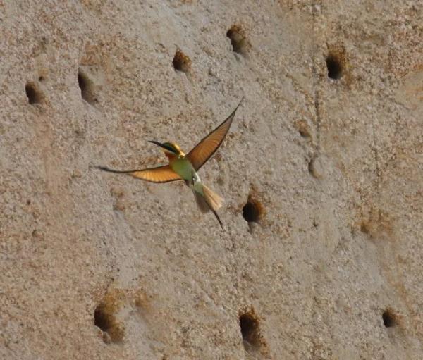 寸土寸金的摩天大楼间建起鸟类保护区,这座城市图什么? 寸土寸金的摩天大楼间建起鸟类保护区,这座城市图什么?