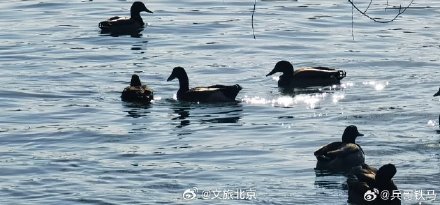 春江水暖鸭先知 玉渊潭里的小鸭子出来活动啦