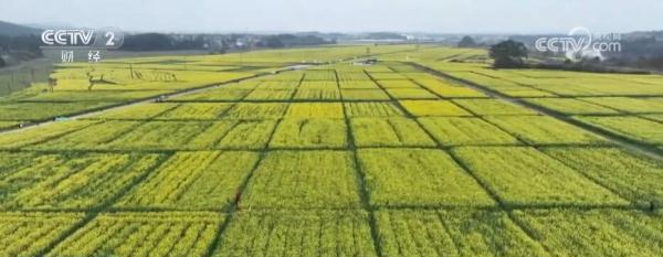油菜花开引客来 春风吹暖“花经济”