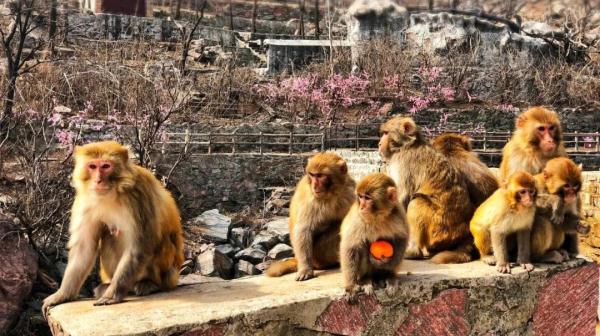 女士免票！男士半价！三月新乡南太行山桃花海等你来