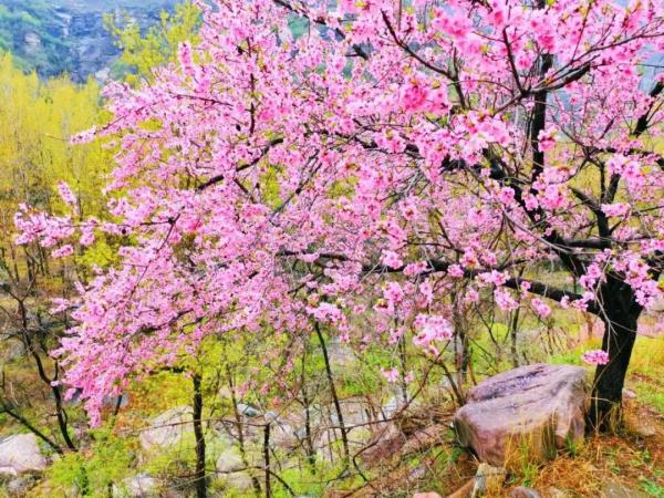 女士免票！男士半价！三月新乡南太行山桃花海等你来
