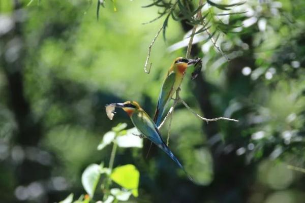 寸土寸金的摩天大楼间建起鸟类保护区,这座城市图什么? 寸土寸金的摩天大楼间建起鸟类保护区,这座城市图什么?