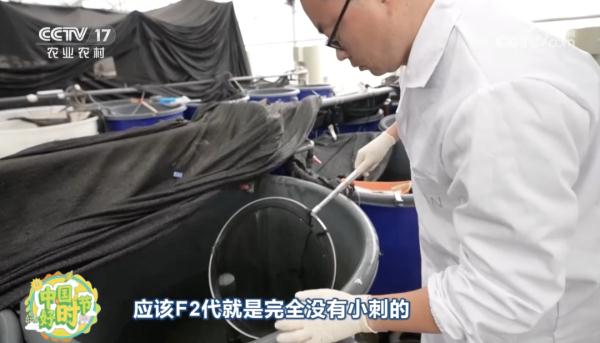 “无刺”草鱼来了!口感怎么样? “无刺”草鱼来了!口感怎么样?