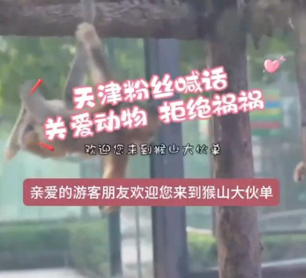 “关爱动物，拒绝祸祸！” 天津粉丝猴山喊话火了！