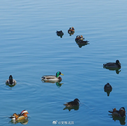 春江水暖鸭先知 玉渊潭里的小鸭子出来活动啦