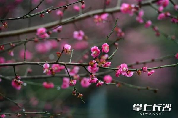 降温降雨！冷空气提前抵达长沙！