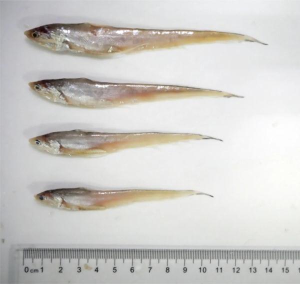 江刀、江豚回来了吗？长江保护法3周年，长江的变化肉眼可见！