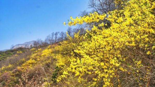 女士免票！男士半价！三月新乡南太行山桃花海等你来