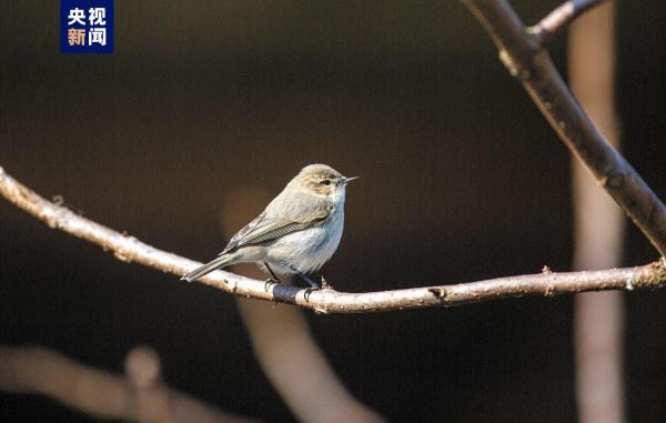 江西新记录鸟种叽喳柳莺现身婺源