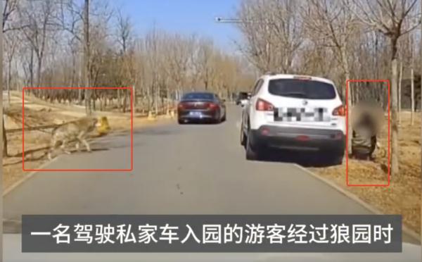 “狼来了”!野生动物园内妈妈竟擅自抱孩子下车,就为了…… “狼来了”!野生动物园内妈妈竟擅自抱孩子下车,就为了……