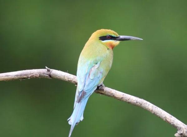 寸土寸金的摩天大楼间建起鸟类保护区,这座城市图什么? 寸土寸金的摩天大楼间建起鸟类保护区,这座城市图什么?