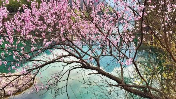 女士免票！男士半价！三月新乡南太行山桃花海等你来