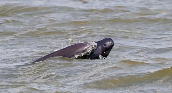 江刀、江豚回来了吗？长江保护法3周年，长江的变化肉眼可见！