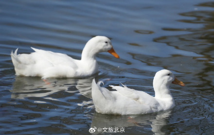 春江水暖鸭先知 玉渊潭里的小鸭子出来活动啦