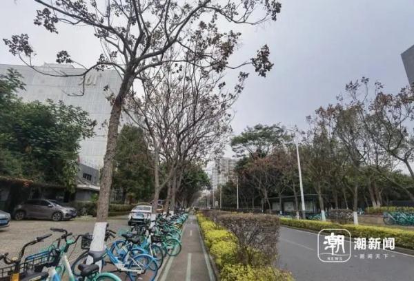 寸土寸金的摩天大楼间建起鸟类保护区,这座城市图什么? 寸土寸金的摩天大楼间建起鸟类保护区,这座城市图什么?