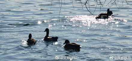 春江水暖鸭先知 玉渊潭里的小鸭子出来活动啦