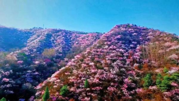 女士免票！男士半价！三月新乡南太行山桃花海等你来