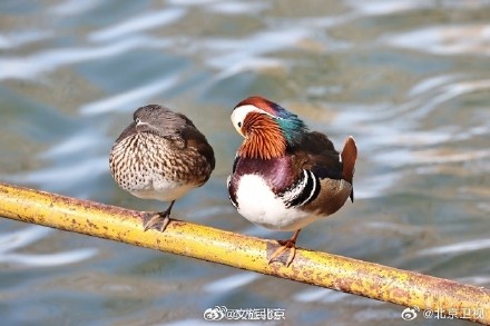 北海公园鸳鸯晒太阳排排站