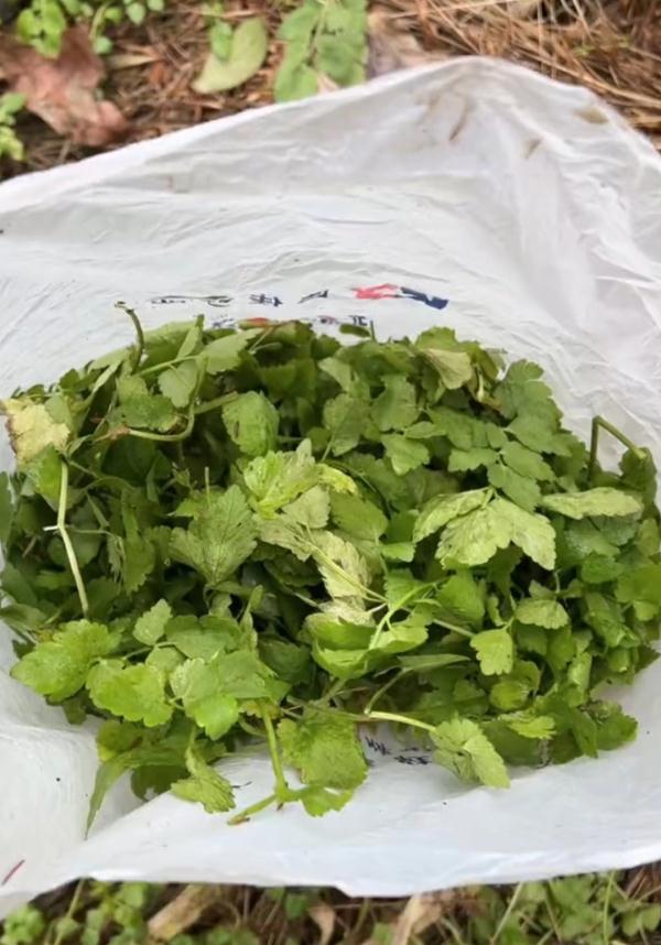 很多人开始了！紧急提醒：谨防错采误食