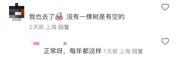 上海又到了“树上长满人”的季节！遭吐槽的老问题能解决吗？