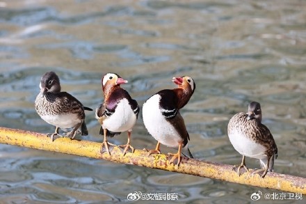 北海公园鸳鸯晒太阳排排站