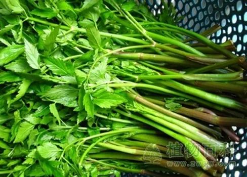 很多人开始了！紧急提醒：谨防错采误食