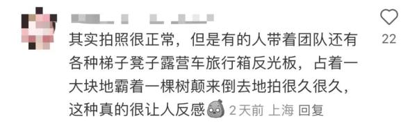 上海又到了“树上长满人”的季节！遭吐槽的老问题能解决吗？
