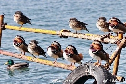 北海公园鸳鸯晒太阳排排站