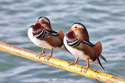 北海公园鸳鸯晒太阳排排站